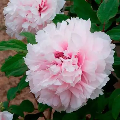 Пион ПЕРСИК ПОД СНЕГОМ древовидный в Лиде