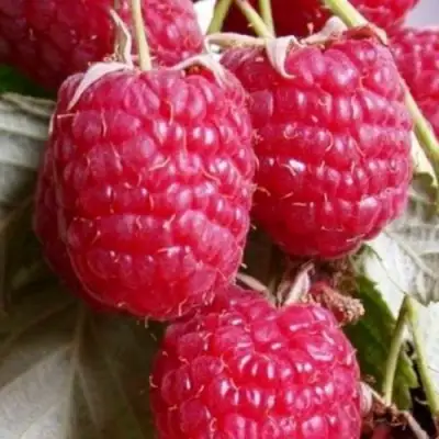 Малина ГЕРАКЛ в Лиде