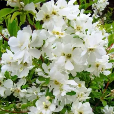 Экзохорда ЗЕ БРАЙД в Лиде