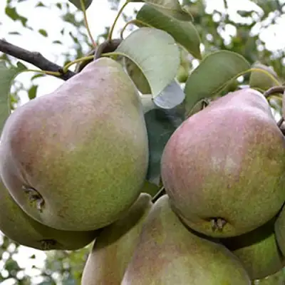 Груша БРЯНСКАЯ КРАСАВИЦА в Лиде