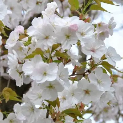 Сакура САНСЕТ БУЛЕВАРД в Лиде