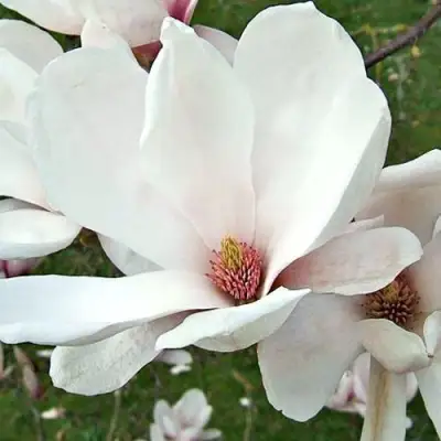 Магнолия АЛЬБА СУПЕРБА в Лиде