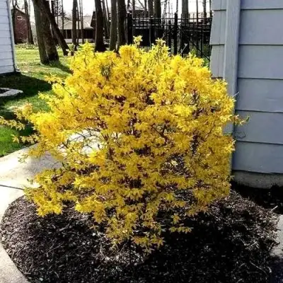 Форзиция ЛЕДНОГОРА промежуточная в Лиде