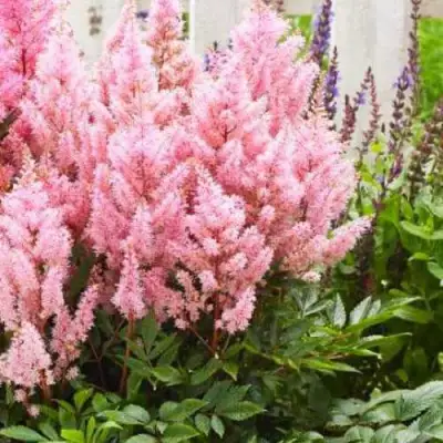 Астильба ЛУК ЭТ МИ японская в Лиде