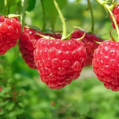 Малина ПРОСТО ПРЕЛЕСТЬ (СТОЛЕШНИК) в Лиде