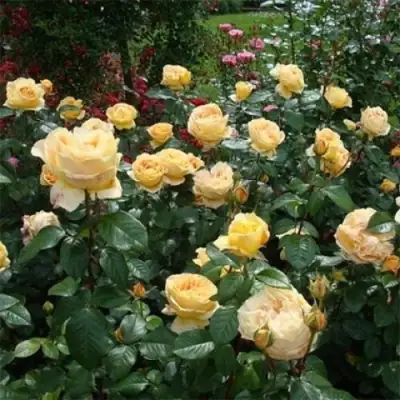 Роза КЕНДЛАЙТ чайно-гибридная в Лиде