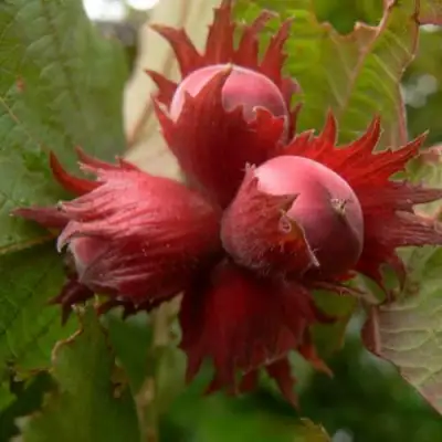 Фундук МОСКОВСКИЙ РУБИН в Лиде