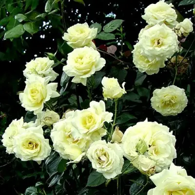 Роза ЭЛЬФ плетистая в Лиде