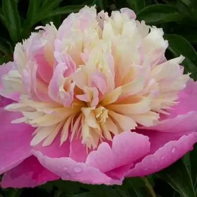 Пион ВЕСЕННЯЯ ПАЛИТРА травянистый в Лиде