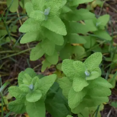 Мята АПФЕЛМИНЦЕ в Лиде