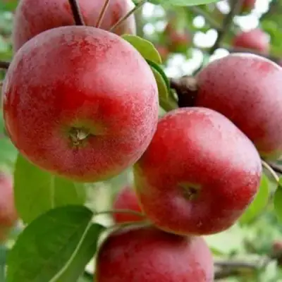 Яблоня АНТЕЙ в Лиде