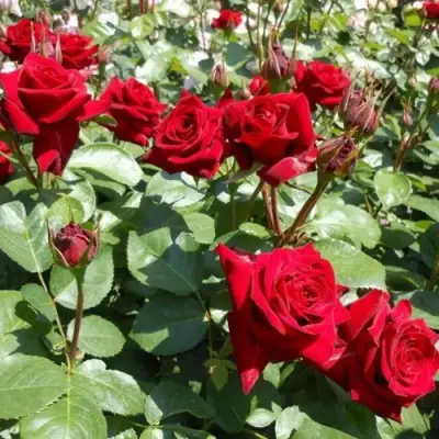 Роза ЭКСПЛОРЕР чайно-гибридная в Лиде