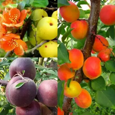 Комплект САД ДЛЯ ГУРМАНА в Лиде