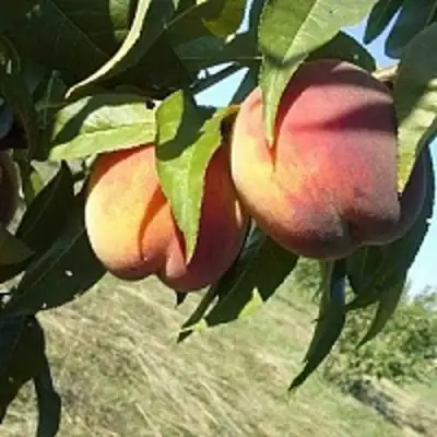 Персик СОФГАФЕН в Лиде