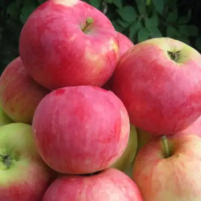 Яблоня НОРИС в Лиде