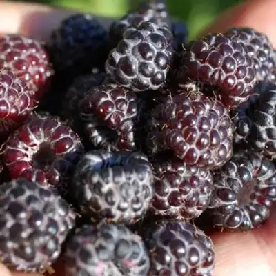 Малина БРИСТОЛЬ в Лиде