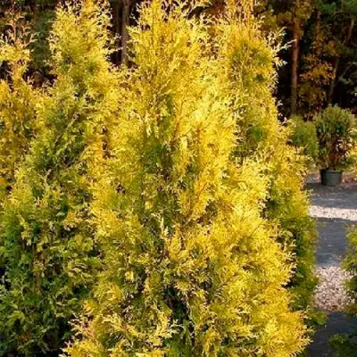 Туя ЕВРОПА ГОЛД западная в Лиде