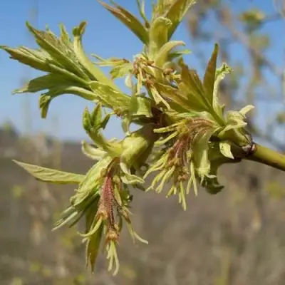 Клен ясенелистный в Лиде