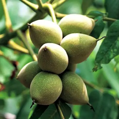 Орех МАНЬЧЖУРСКИЙ в Лиде