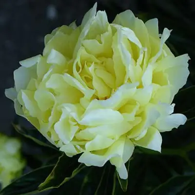 Пион ЗОЛОТАЯ КОЛЕСНИЦА травянистый в Лиде