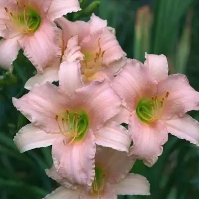 Лилейник ЛАКШЕРИ ЛЕЙС гибридный в Лиде