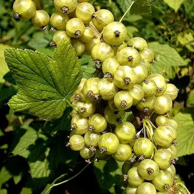 Смородина зеленоплодная СНЕЖНАЯ КОРОЛЕВА в Лиде