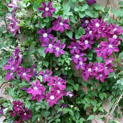 Клематис ГЕРОИ ВАРШАВЫ в Лиде