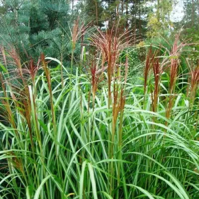 Мискантус МАЛЕПАРТУС китайский  в Лиде