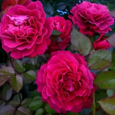 Роза БЕЛЬВЬЮ чайно-гибридная в Лиде