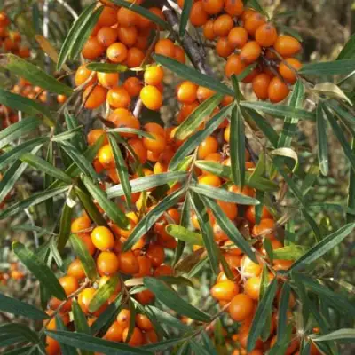 Облепиха РОСИНКА в Лиде