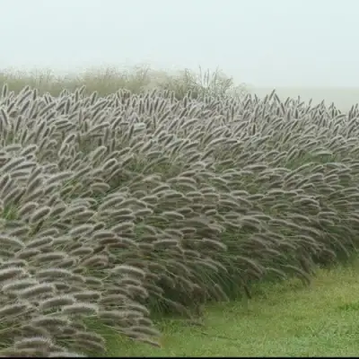 Пеннисетум ЛЕДИ Ю в Лиде