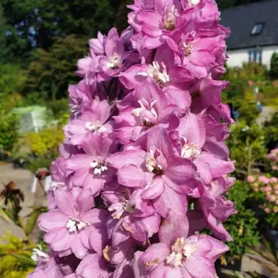 Дельфиниум АСТОЛАТ тихоокеанский в Лиде