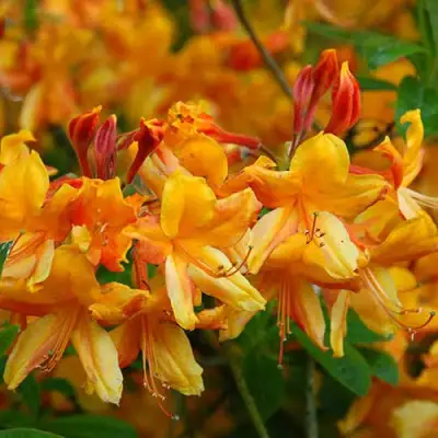 Азалия ОРАНЖ ХИТ листопадная в Лиде