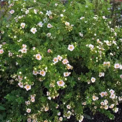 Лапчатка ПИНК КВИН кустарниковая в Лиде