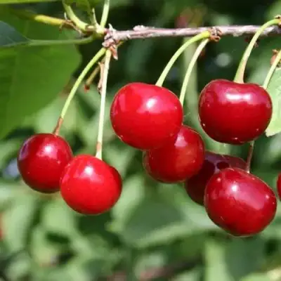 Вишня РИВАЛ в Лиде