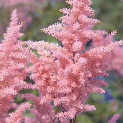 Астильба ГЛИТТЕР ЭНД ГЛАМУР китайская в Лиде