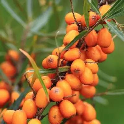 Облепиха АЛТАЙСКАЯ в Лиде