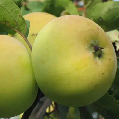 Яблоня РОССИЯНКА в Лиде