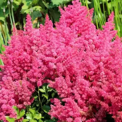 Астильба САННИ ДЕЙ гибридная в Лиде