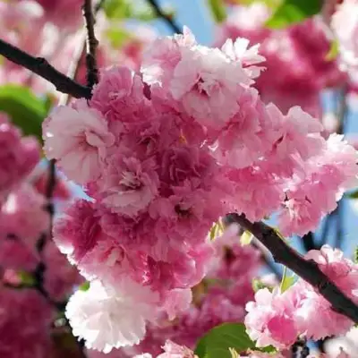 Сакура ПИНК ПЕРФЕКШН в Лиде