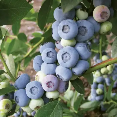 Голубика ЛИБЕРТИ в Лиде