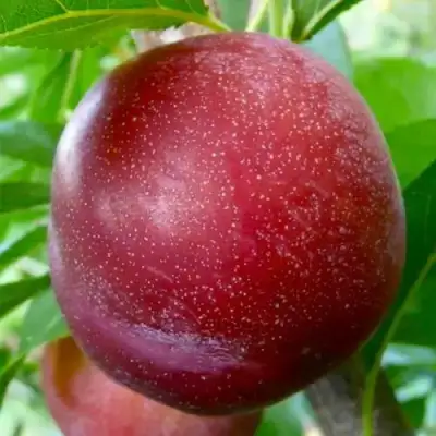 Слива БЕРБАНК ГИГАНТ в Лиде