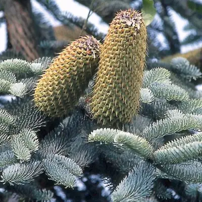 Пихта благородная в Лиде