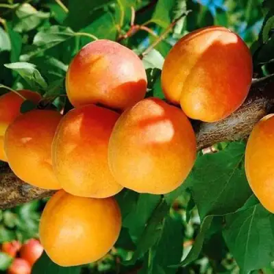 Абрикос СПАДЧЫНА в Лиде