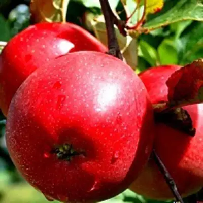 Яблоня РЕДФРИ в Лиде