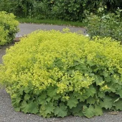 Манжетка ТРИЛЛЕР мягкая в Лиде