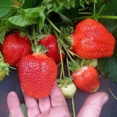 Клубника АЗИЯ в Лиде