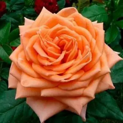 Роза ЭЛЬДОРАДО чайно-гибридная в Лиде