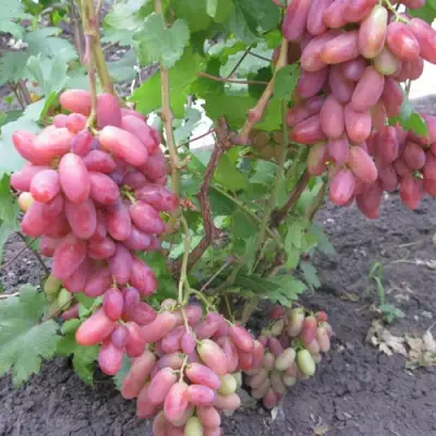 Виноград ЮЛИАН в Лиде