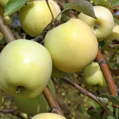 Яблоня АНТОНОВКА ОБЫКНОВЕННАЯ в Лиде